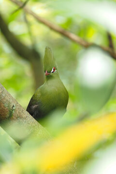 Guinea turaco bird perched on branch in a green forest setting