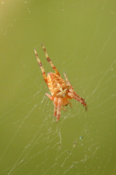 Small orange orb-weaver spider on web
