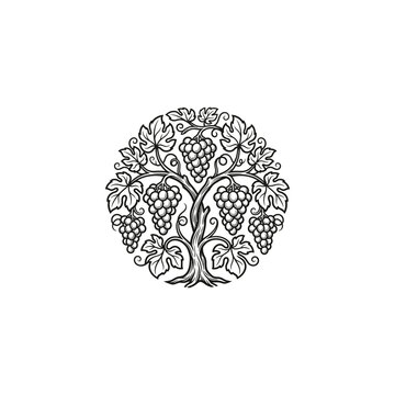 Hand drawn grapevine tree illustration with grapes and leaves in vintage engraving style vector isolated on white background.