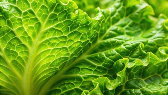 Texture of a young fresh lettuce leaf macro shot copy space
