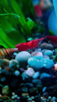 Tiny red shrimp scurry over colorful gravel.