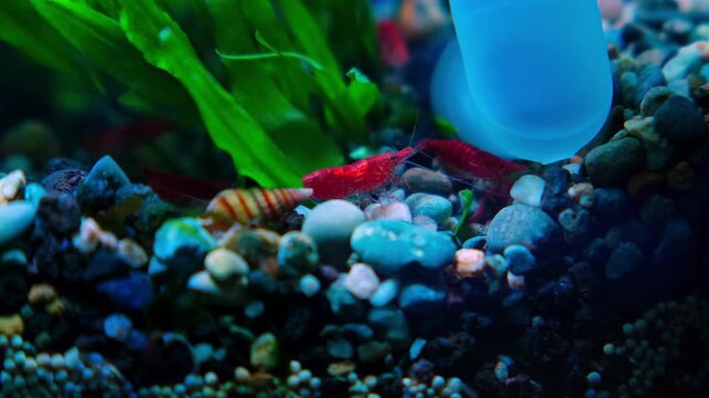 Tiny red shrimp scurry over colorful gravel.