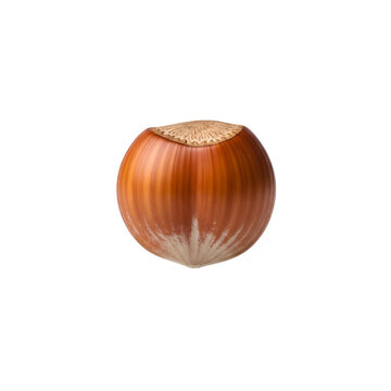 Single Whole Hazelnut Isolated on a Solid Transparent Background for Healthy Food and Snack Concepts