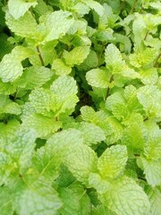 This photo shows a dense patch of mint plants (Mentha) growing closely together. The leaves are bright to light green with a textured surface, serrated edges, and slightly purplish-green stems. © Slamet