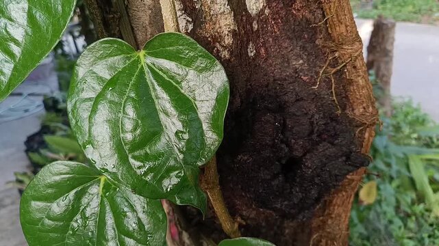 Close Up of Green Betel Leaves on Kuini Tree Trunk