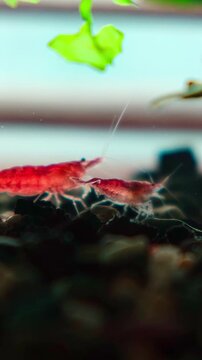 Tiny red shrimp scurry over colorful gravel.