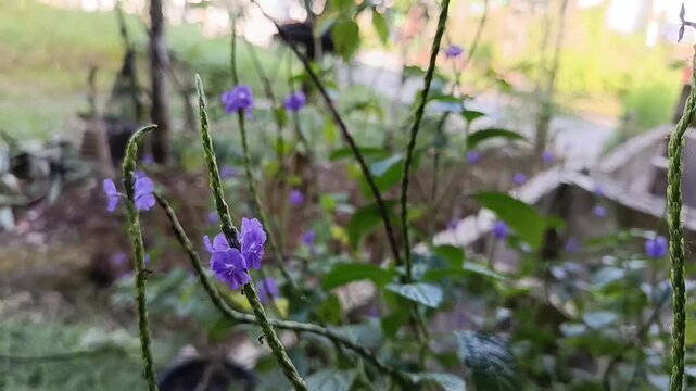 Close Up of Purple Pecut Kuda Flowers (Stachytarpheta jamaicensis)