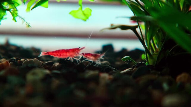 Tiny red shrimp scurry over colorful gravel.