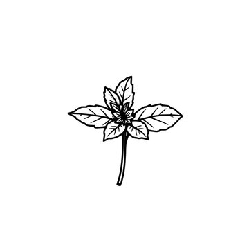 Mint sprig line drawing with clean strokes featuring culinary herb symbol isolated on white