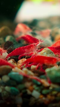 Tiny red shrimp scurry over colorful gravel.