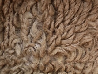 Macro detail of natural brown curly sheep wool texture. Soft twisted fleece fibers creating a warm organic pattern ideal for textile design, background, or material surfaces © Eka