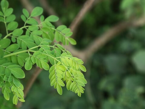 Close up shot of fresh green moringa oleifera leaves on a branch with natural blurred background. Ideal concept for herbal medicine, superfood, nutrition, healthy lifestyle, and botanical themes.