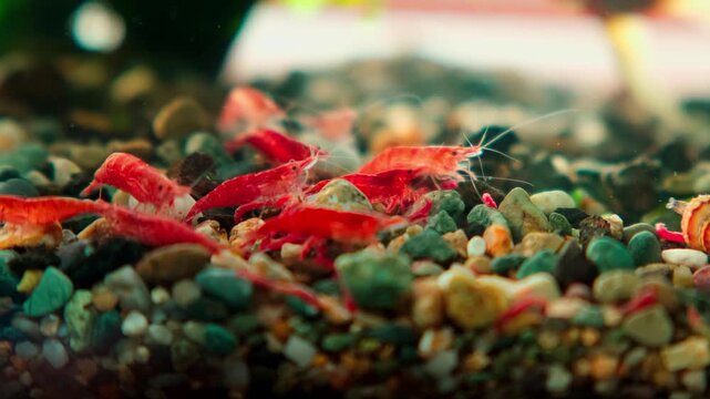 Tiny red shrimp scurry over colorful gravel.