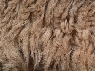Macro detail of natural brown curly sheep wool texture. Soft twisted fleece fibers creating a warm organic pattern ideal for textile design, background, or material surfaces © Eka