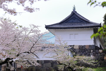 Naklejka premium Chidorigafuchi Park with spring cherry blossom (sakura) in Chiyoda City, Tokyo, japan