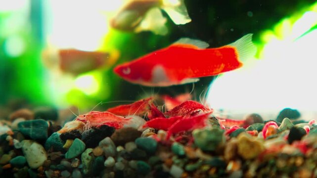 Tiny red shrimp scurry over colorful gravel.