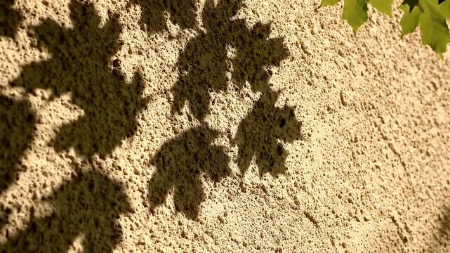Sunlight Shadows of Green Maple Leaves on Textured Beige Wall - The dappled sunlight casts distinct shadows of green maple leaves onto a rough, textured beige wall.