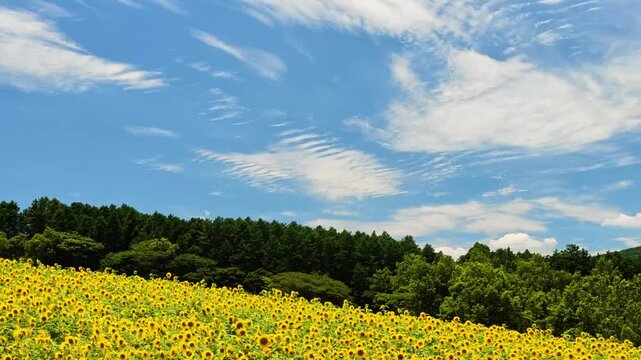 風に揺れる阿蘇のヒマワリ　西原村
