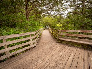 Obraz premium Scenic wooden boardwalk and observation deck winding through a lush green summer forest and dense trees
