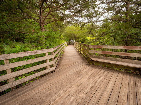 Scenic wooden boardwalk and observation deck winding through a lush green summer forest and dense trees
