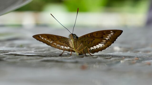 Front view of a brown butterfly with wings spread and visible proboscis resting on a textured metal surface against a soft green background.