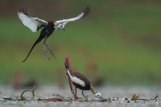 Pheasant-tailed Jacanas During Courtship Behavior in Natural Wetland