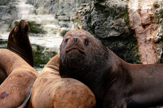 sea lion resting on a rock