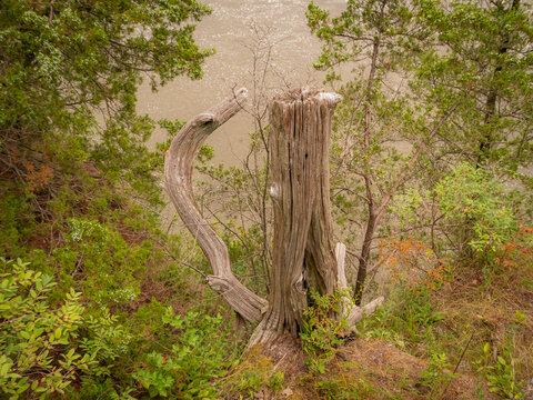 Weathered tree stump and exposed roots overlooking the scenic Illinois River at Starved Rock State Park