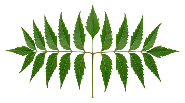 Fresh green neem leaf isolated on white background, medicinal ayurvedic herbal foliage, symmetrical azadirachta indica plant branch for health and beauty