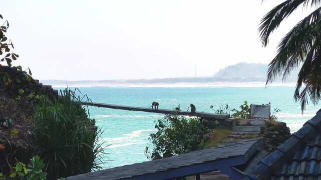 Peaceful Ocean Horizon Viewed Through Coastal Trees in HD Video, with monkey walking on bridge