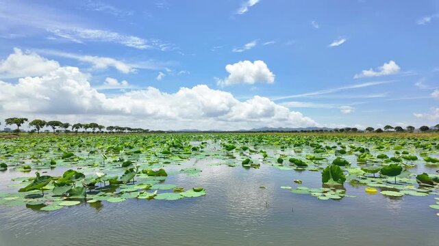 【4K Time-lapse】Lotus Pond Under a Summer Sky with Blue Skies and White Clouds