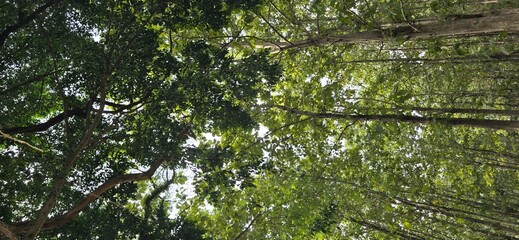 Fototapeta premium Low angle view of lush green forest canopy with sunlight filtering through tree leaves.
