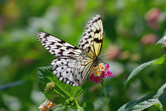 Detailed photo of a Large Paper Kite Butterfly (Idea leuconoe) on a colorful Lantana bloom