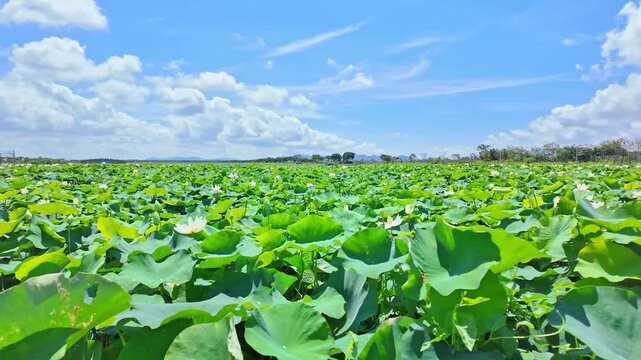 【4k】White lotus flowers in full bloom on a summer pond