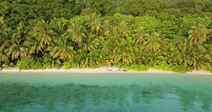 Untouched beauty of a white sand beach bordered by lush green palm trees and clear shallow turquoise water, embodying a peaceful island paradise. Travel to Torres Islands, Vanuatu. Aerial drone flight
