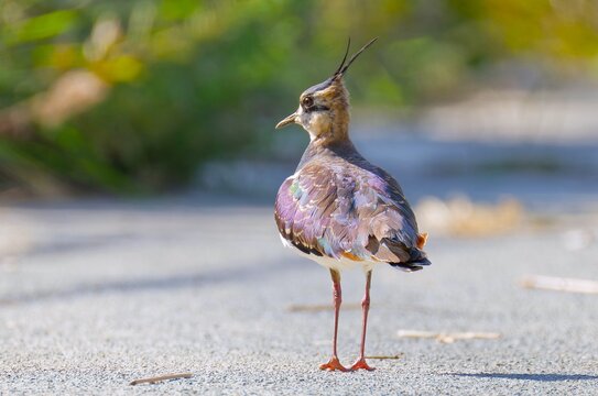 逆光で背中の羽が光るタゲリ(Northern Lapwing)	