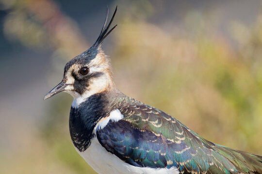 タゲリ(Northern Lapwing)のクローズアップ、側面