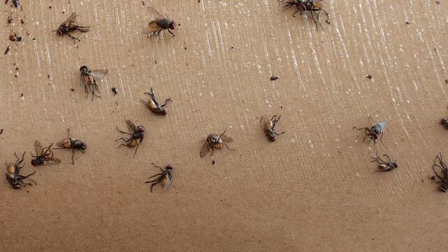 close-up view of flies caught on a sticky adhesive sheet, showcasing effective pest control management, hygiene practices, and insect trapping.