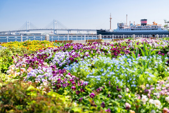 横浜ベイブリッジを望む春の山下公園の花畑
