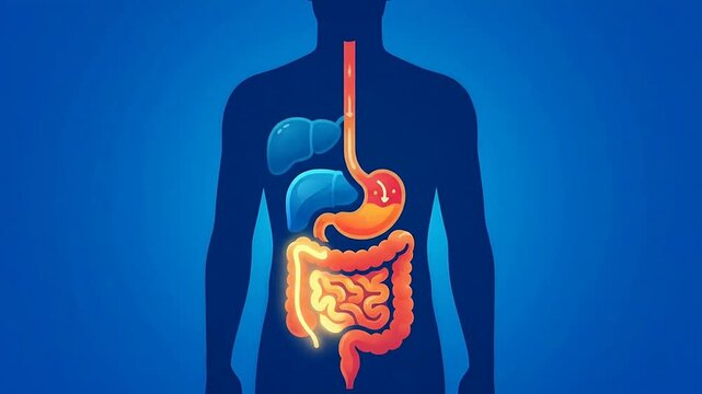 Digital Illustration of Human Digestive System with Stomach and Intestines