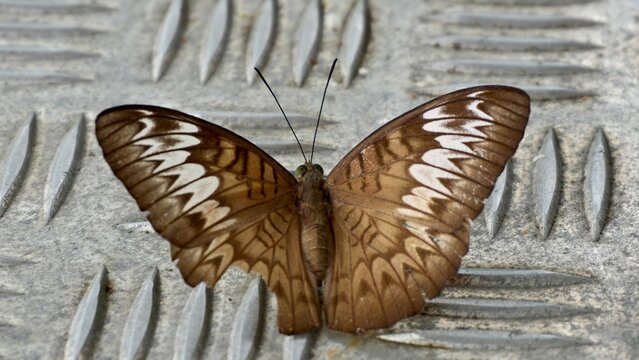 Brown butterfly with white patterned wings spread symmetrically while resting on a textured metal surface, highlighting wing detail, insect anatomy, and natural symmetry.