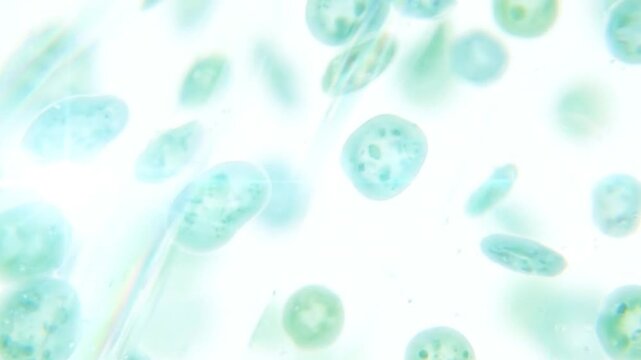 3D render of green plant cells and chloroplasts undergoing photosynthesis with light rays