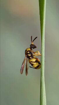 Macro Shot of a Yellow and Black Wasp Clinging to a Green Blade of Grass