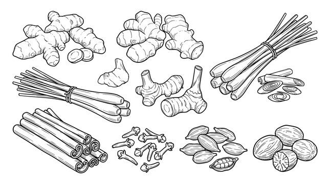 Set of food herbs Turmeric, Ginger, Galangal, Lemongrass, Cinnamon, Clove, Cardamom, Nutmeg .hand drawn style. black and white line art drawing