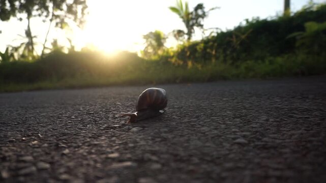 Slow Snail Crawling Across Asphalt Road in Rural Countryside Under Warm Sunlight.
