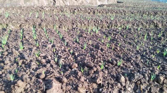 Young shallot shoots growing in neat rows in fertile agricultural soil. Concept of onion farming, agriculture, crop growth, and rural plant field