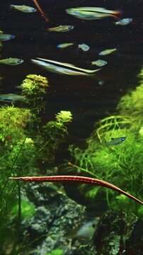 Needlefish Small Puffer Fishes Float In Aquarium. Puffer Fish Family Belonidae Or Long Puffer Fish Carnivorous Fish. Needlefish Most Common In Subtropics