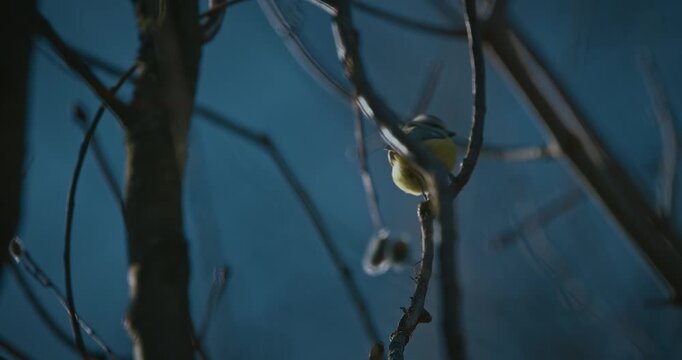 Blue tit perched on branch under soft spring sunlight