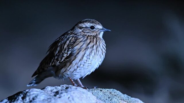 Small brown songbird perched on a rock in low light conditions.