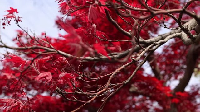 Vibrant momiji leaves in a Japanese garden, with red branches contrasting against fresh green plants and soft spring light. Close-up garden scene with red maple foliage in Japan.